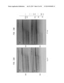 High Fidelity Restriction Endonucleases diagram and image