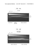 High Fidelity Restriction Endonucleases diagram and image