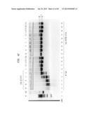 High Fidelity Restriction Endonucleases diagram and image