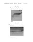 High Fidelity Restriction Endonucleases diagram and image