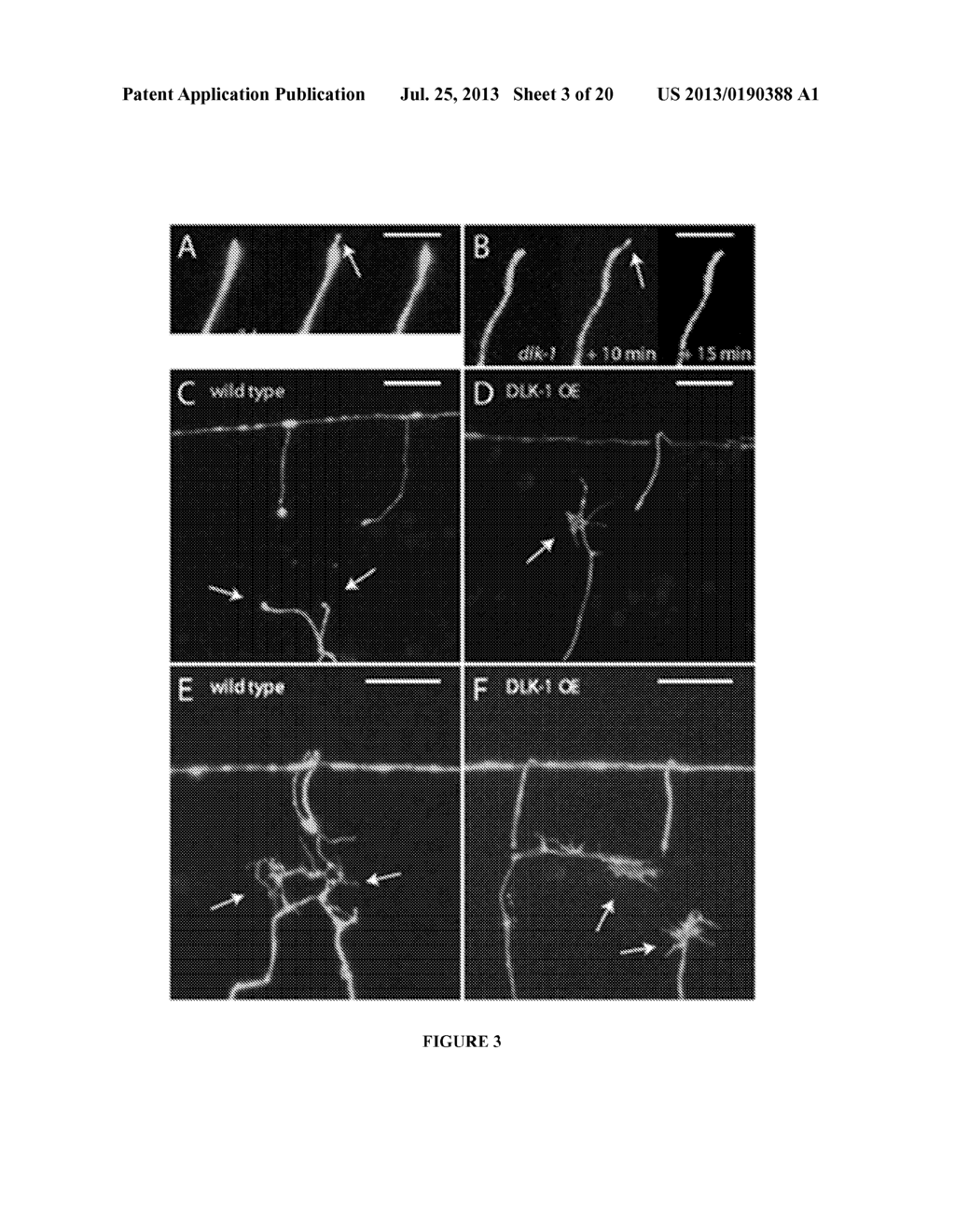 Methods and Compositions Related to DLK-1 and the P38 MAPK Pathway in     Nerve Regeneration - diagram, schematic, and image 04