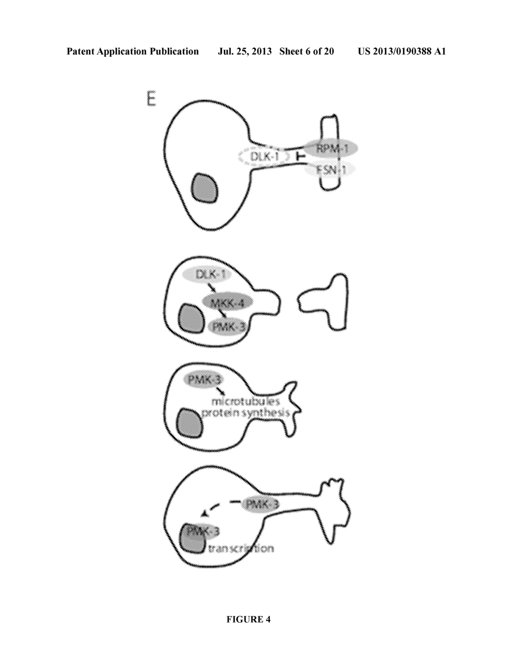 Methods and Compositions Related to DLK-1 and the P38 MAPK Pathway in     Nerve Regeneration - diagram, schematic, and image 07