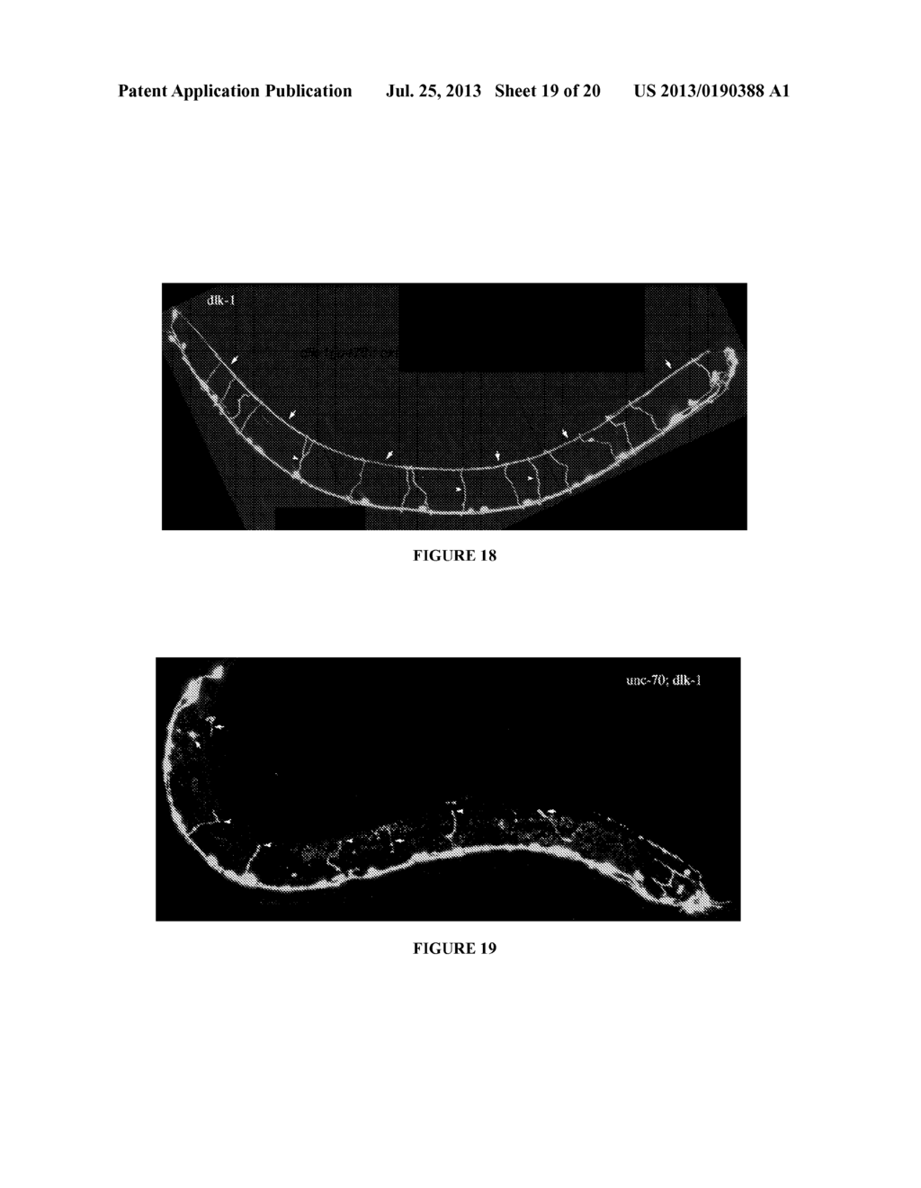 Methods and Compositions Related to DLK-1 and the P38 MAPK Pathway in     Nerve Regeneration - diagram, schematic, and image 20