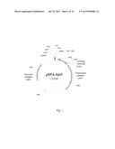 METHOD FOR ONE-STEP PURIFICATION OF RECOMBINANT HELICOBACTER PYLORI     NEUTROPHIL-ACTIVATING PROTEIN diagram and image