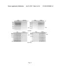 METHOD FOR ONE-STEP PURIFICATION OF RECOMBINANT HELICOBACTER PYLORI     NEUTROPHIL-ACTIVATING PROTEIN diagram and image