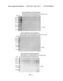 METHOD FOR ONE-STEP PURIFICATION OF RECOMBINANT HELICOBACTER PYLORI     NEUTROPHIL-ACTIVATING PROTEIN diagram and image