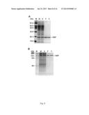 METHOD FOR ONE-STEP PURIFICATION OF RECOMBINANT HELICOBACTER PYLORI     NEUTROPHIL-ACTIVATING PROTEIN diagram and image