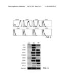 DERIVATION OF HEMATOPOIETIC CELLS FROM ADULT MESENCHYMAL STEM CELLS diagram and image