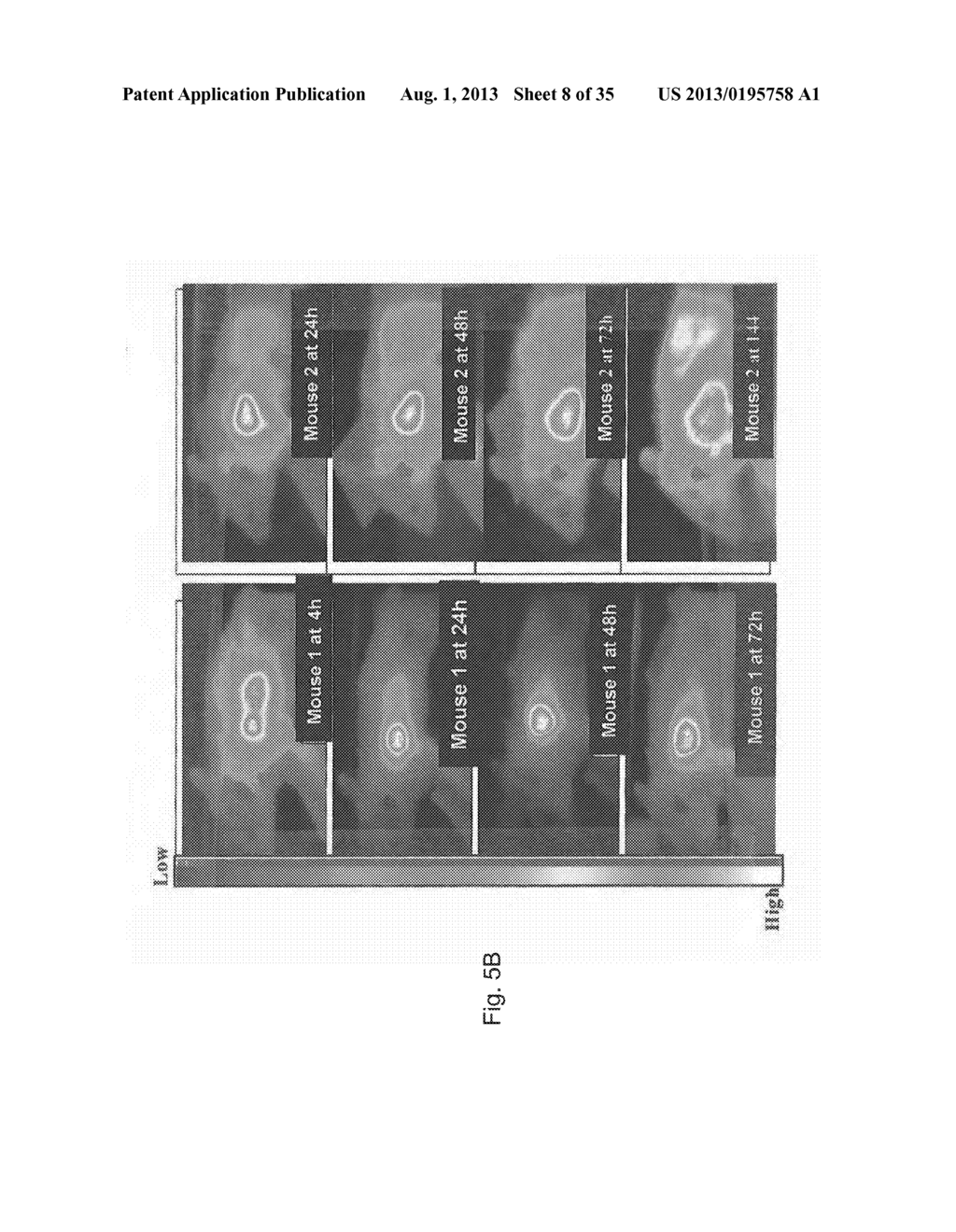 PAA NANOPLATFORMS CONTAINING FLUOROPHORES AND TARGETED MOIETIES COVALENTLY     LINKED AND PHOTOSENSITIZER POST-LOADED - diagram, schematic, and image 09