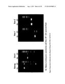 MULTIPOTENT STEM CELLS AND USES THEREOF diagram and image