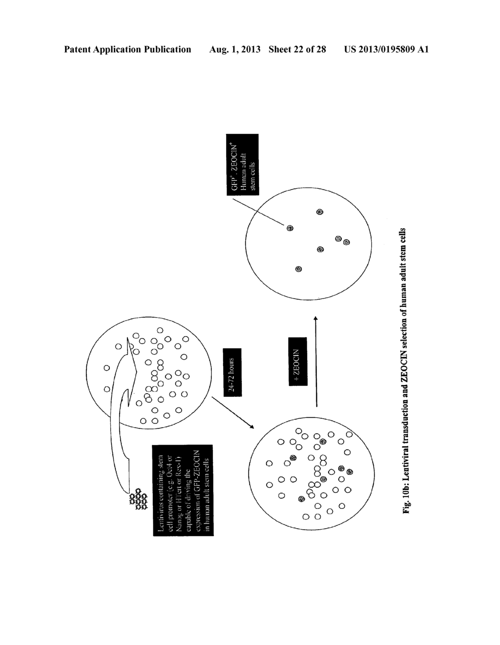 MULTIPOTENT STEM CELLS AND USES THEREOF - diagram, schematic, and image 23