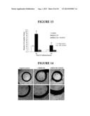 METHODS AND COMPOSITIONS FOR MODULATING ANGIOGENESIS AND VASCULOGENESIS diagram and image