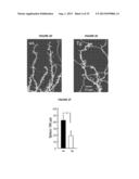 METHODS TO INHIBIT NEURODEGENERATION diagram and image