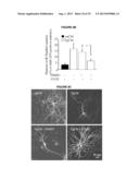 METHODS TO INHIBIT NEURODEGENERATION diagram and image