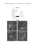 METHODS TO INHIBIT NEURODEGENERATION diagram and image