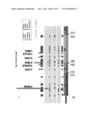 ERBB3 Mutations In Cancer diagram and image