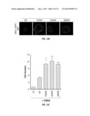 ERBB3 Mutations In Cancer diagram and image