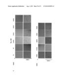 ERBB3 Mutations In Cancer diagram and image