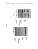 ERBB3 Mutations In Cancer diagram and image