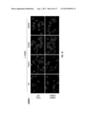 ERBB3 Mutations In Cancer diagram and image