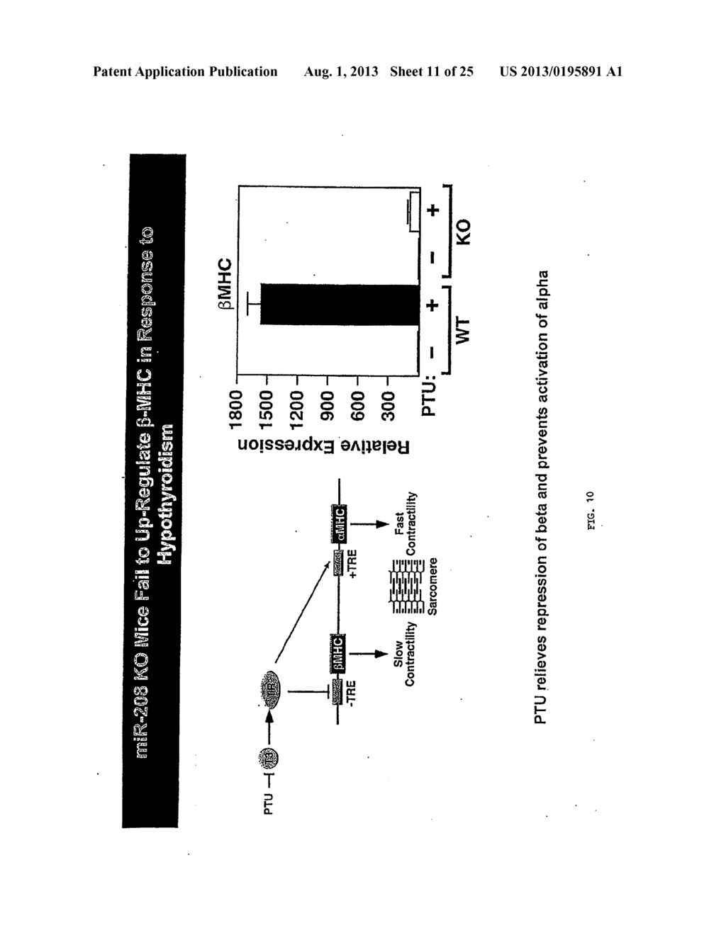 Micro-RNA family that Modulates Fibrosis and Uses Thereof - diagram, schematic, and image 12