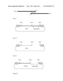 LIVE ATTENUATED PARVOVIRUS diagram and image