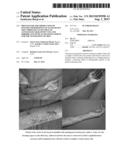 PROCESS FOR THE PRODUCTION OF PATCHES OR DERSSINGS OF AUTOLOGOUS SKIN     THROUGH CULTIVATION OF AUTOLOGOUS KERATINOCYTES AND FIBROBLASTS WITH     AUTOLOGOUS SERUM FOR THE GENERATION OF SKIN diagram and image