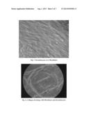 PROCESS FOR THE PRODUCTION OF PATCHES OR DERSSINGS OF AUTOLOGOUS SKIN     THROUGH CULTIVATION OF AUTOLOGOUS KERATINOCYTES AND FIBROBLASTS WITH     AUTOLOGOUS SERUM FOR THE GENERATION OF SKIN diagram and image