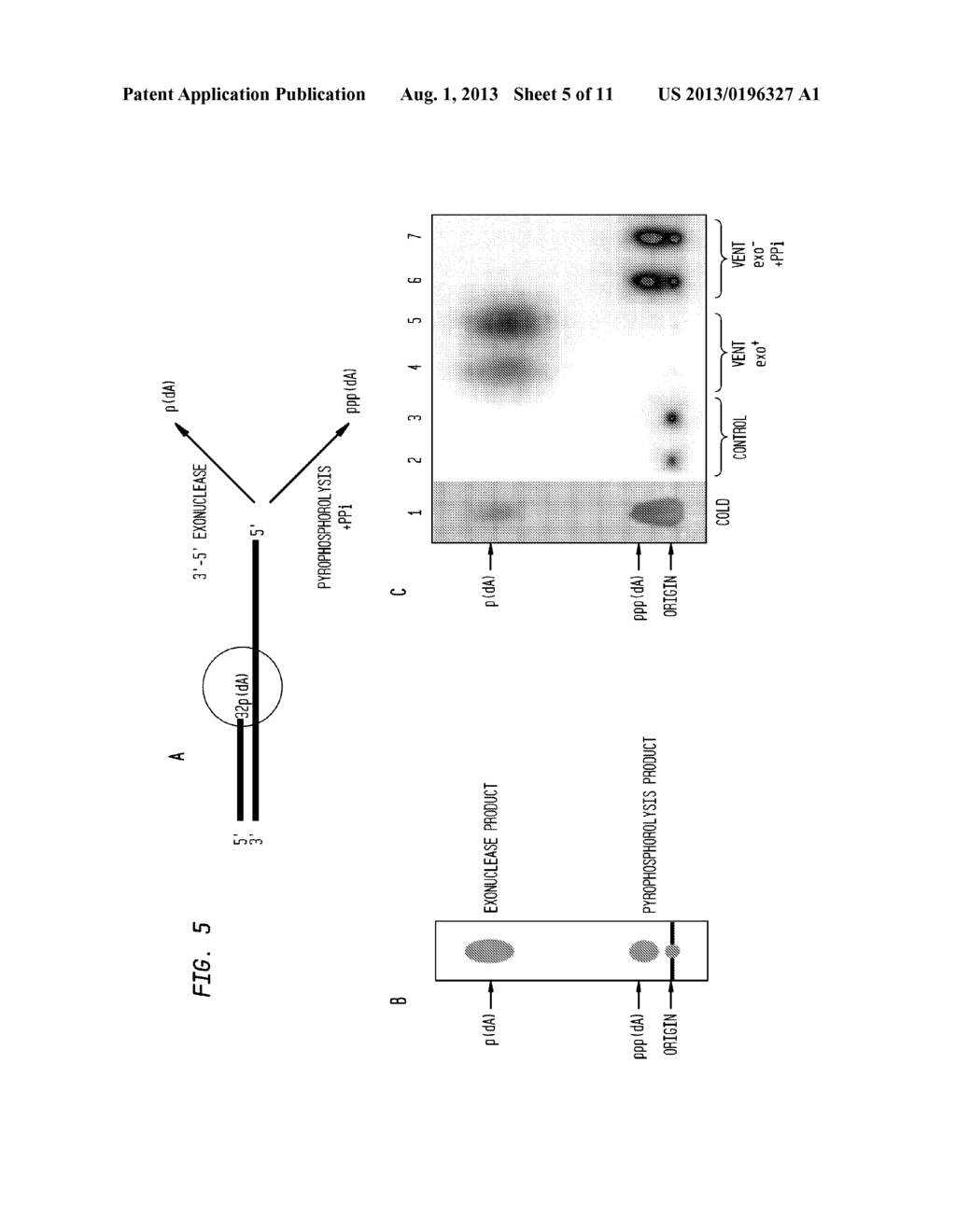 DNA Polymerase Variants with Reduced Exonuclease Activity and Uses Thereof - diagram, schematic, and image 06