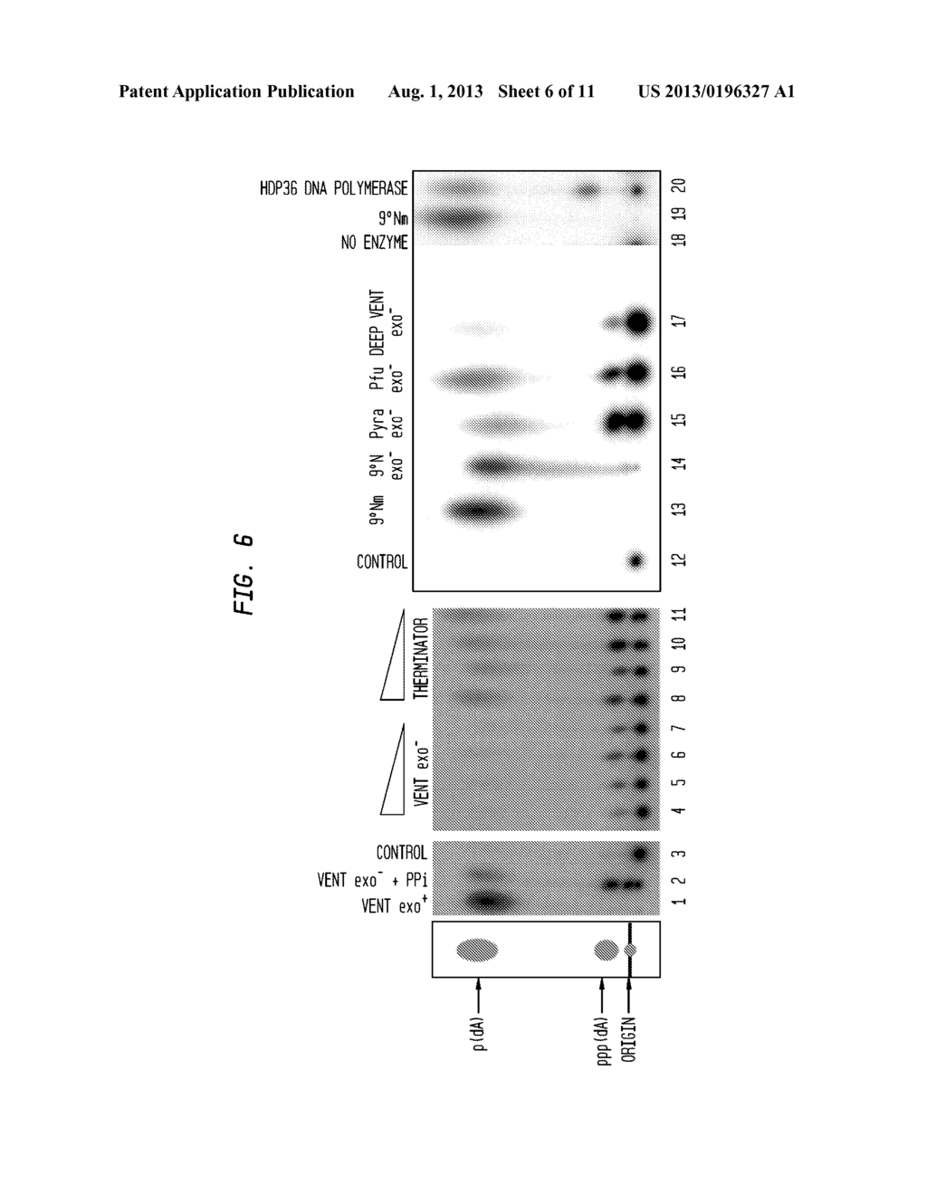 DNA Polymerase Variants with Reduced Exonuclease Activity and Uses Thereof - diagram, schematic, and image 07