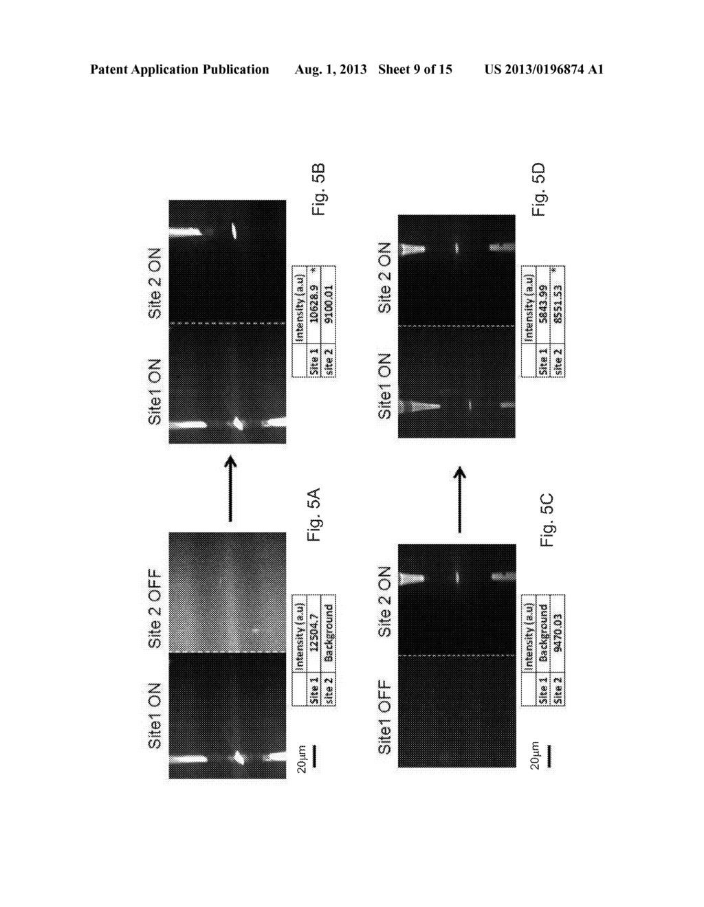 SENSOR FOR DETECTION AND IDENTIFICATION OF ANALYTES AND A METHOD THEREOF - diagram, schematic, and image 10