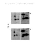 BIOMARKERS FOR DIAGNOSING AND DETECTING THE PROGRESSION OF     NEURODEGENERATIVE DISORDERS, IN PARTICULAR OF AMYOTROPHIC LATERAL     SCLEROSIS diagram and image