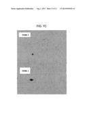 BIOMARKERS FOR DIAGNOSING AND DETECTING THE PROGRESSION OF     NEURODEGENERATIVE DISORDERS, IN PARTICULAR OF AMYOTROPHIC LATERAL     SCLEROSIS diagram and image