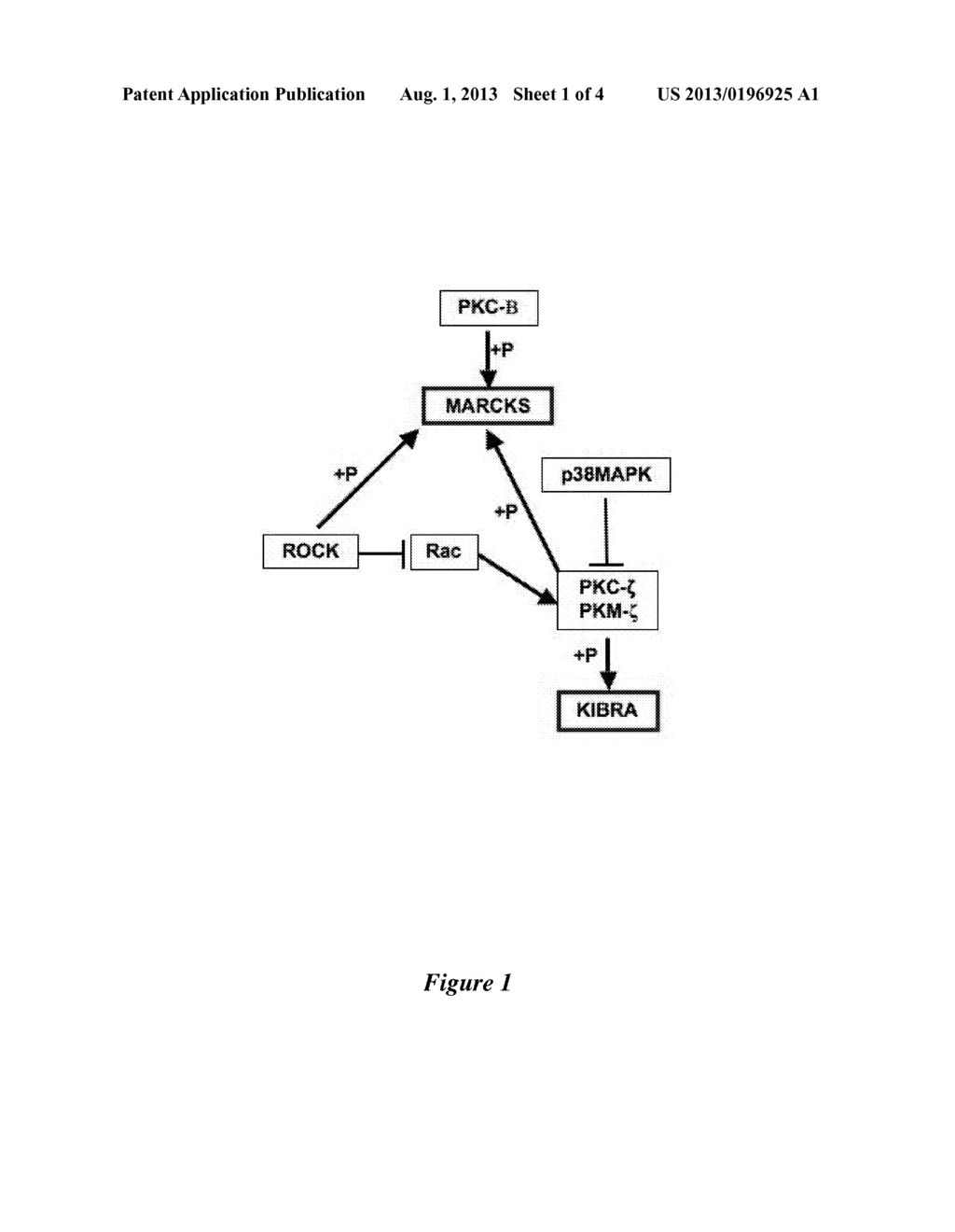 COMPOSITIONS AND METHODS USEFUL IN ENHANCEMENT OF MEMORY - diagram, schematic, and image 02