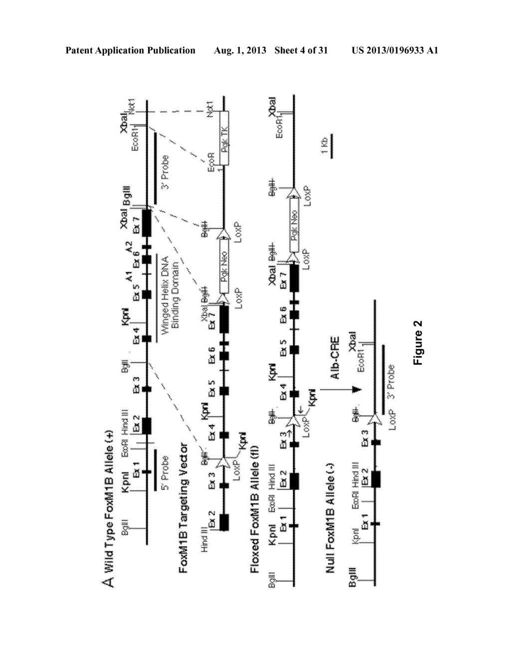 Methods and Compositions Inhibiting Tumor Cell Proliferation - diagram, schematic, and image 05