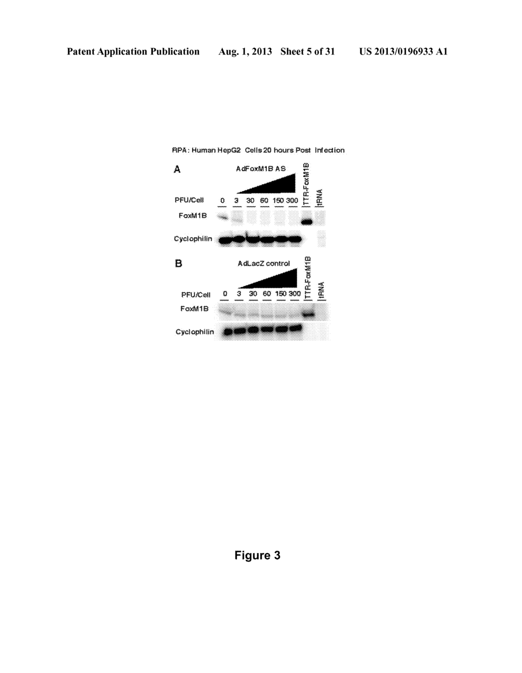 Methods and Compositions Inhibiting Tumor Cell Proliferation - diagram, schematic, and image 06