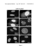 Methods and Compositions Inhibiting Tumor Cell Proliferation diagram and image