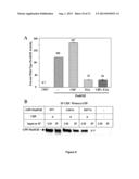 Methods and Compositions Inhibiting Tumor Cell Proliferation diagram and image