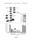 Methods and Compositions Inhibiting Tumor Cell Proliferation diagram and image