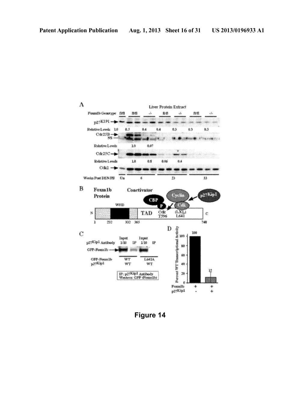 Methods and Compositions Inhibiting Tumor Cell Proliferation - diagram, schematic, and image 17