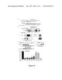 Methods and Compositions Inhibiting Tumor Cell Proliferation diagram and image