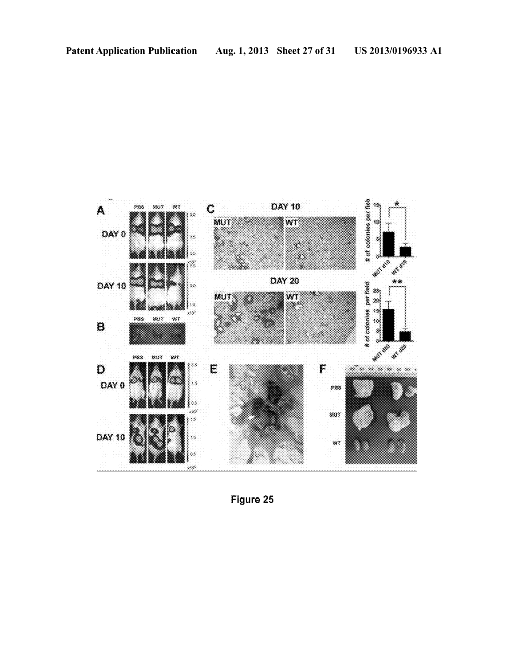 Methods and Compositions Inhibiting Tumor Cell Proliferation - diagram, schematic, and image 28