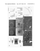 METHOD FOR REDUCING EXPRESSION OF DOWNREGULATED IN RENAL CELL CARCINOMA IN     MALIGNANT GLIOMAS diagram and image