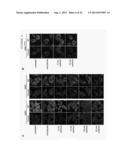 METHOD FOR REDUCING EXPRESSION OF DOWNREGULATED IN RENAL CELL CARCINOMA IN     MALIGNANT GLIOMAS diagram and image