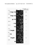 METHOD FOR REDUCING EXPRESSION OF DOWNREGULATED IN RENAL CELL CARCINOMA IN     MALIGNANT GLIOMAS diagram and image