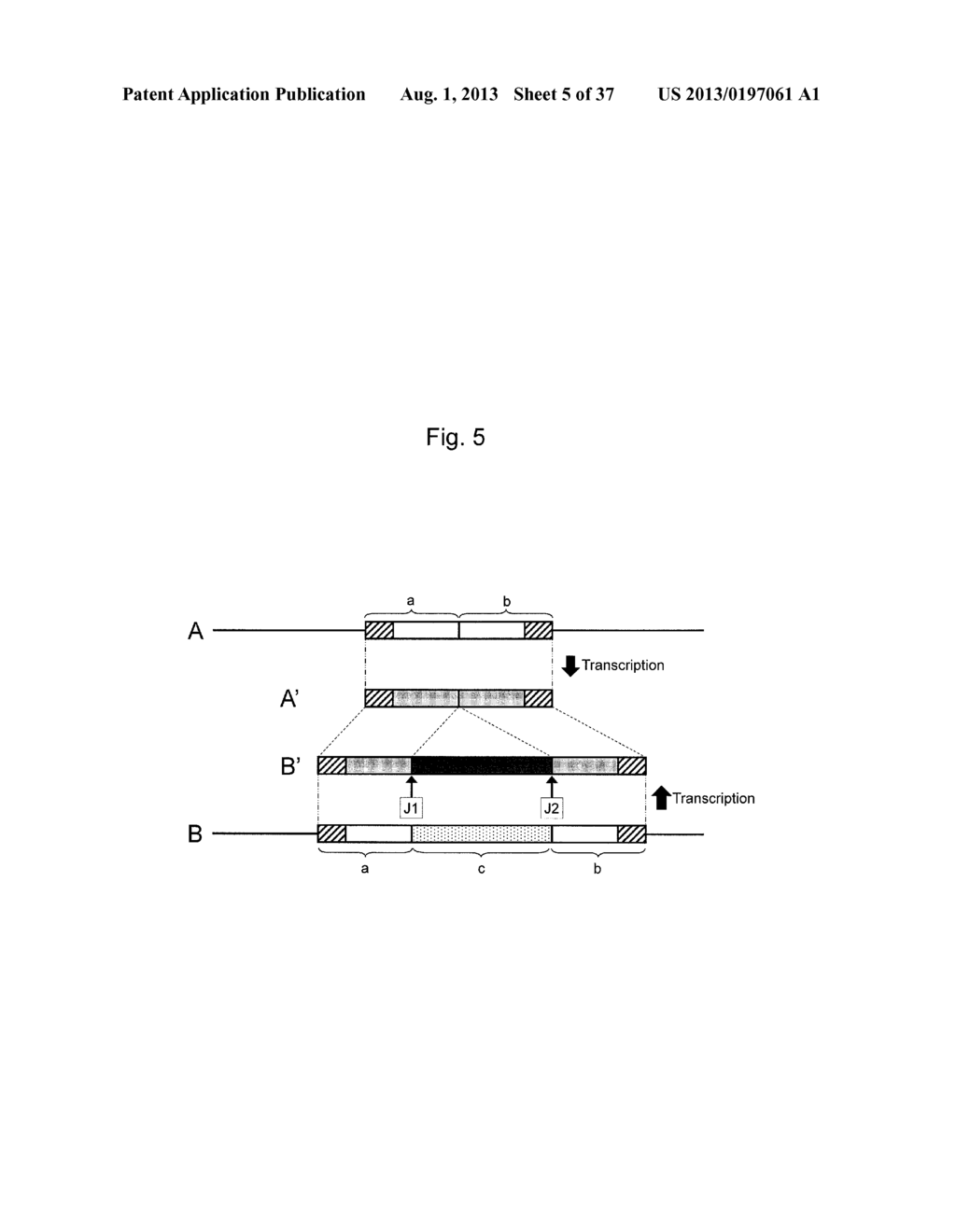 AGENT FOR SUPPRESSING EXPRESSION OF DOMINANT MUTANT GENE - diagram, schematic, and image 06
