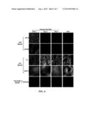 METHOD AND COMPOSITION FOR ALVEOLAR EPITHELIAL CELL-SPECIFIC NUCLEIC ACID     NUCLEAR IMPORT diagram and image