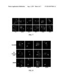 METHOD AND COMPOSITION FOR ALVEOLAR EPITHELIAL CELL-SPECIFIC NUCLEIC ACID     NUCLEAR IMPORT diagram and image