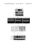 USE OF ADRENERGIC BETA-3-RECEPTOR AGONISTS IN ANTI-AGING diagram and image