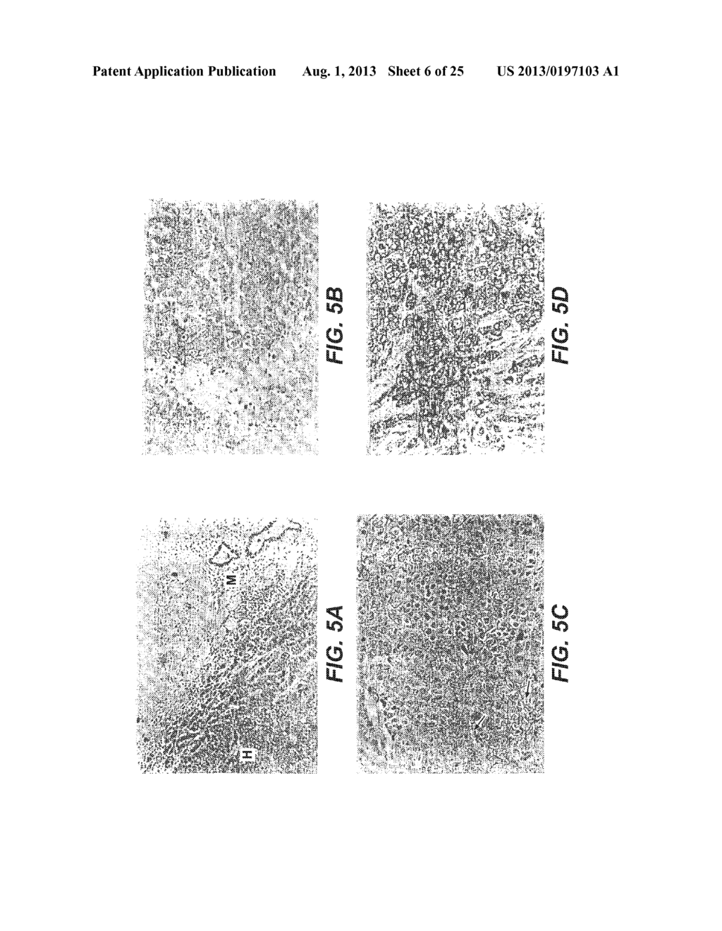 COMPOSITION AND METHOD FOR THE ENHANCEMENT OF THE EFFICACY OF DRUGS - diagram, schematic, and image 07